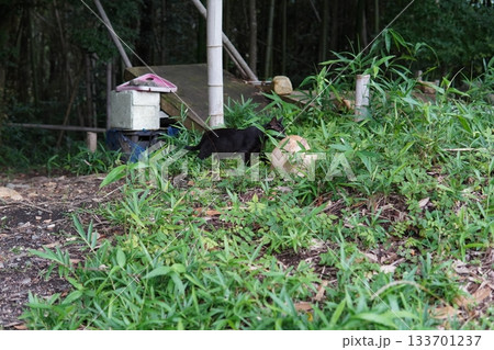 親離れ間近の可愛い子猫たち 133701237