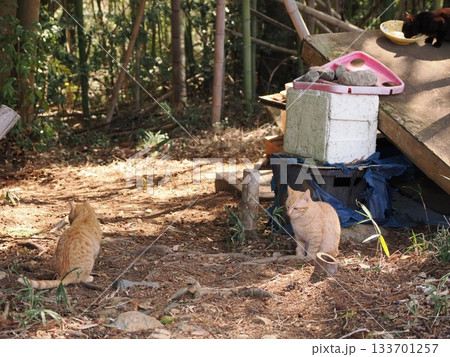 親離れ間近の可愛い子猫たち 親離れ間近の可愛い子猫たち 133701257