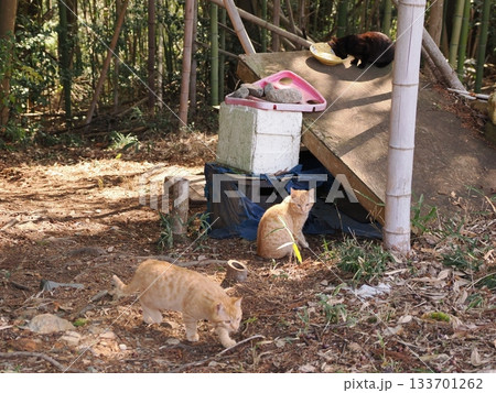 親離れ間近の可愛い子猫たち 親離れ間近の可愛い子猫たち 133701262