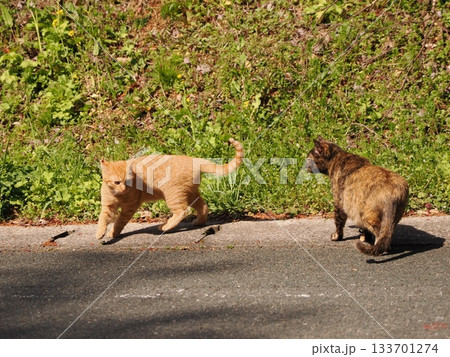 親離れ間近の可愛い子猫たち 親離れ間近の可愛い子猫たち 133701274