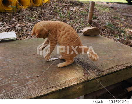 親離れ間近の可愛い子猫たち 親離れ間近の可愛い子猫たち 133701294