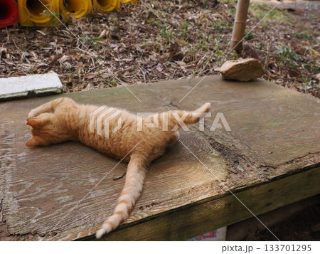 親離れ間近の可愛い子猫たち 親離れ間近の可愛い子猫たち 133701295