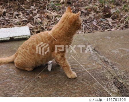 親離れ間近の可愛い子猫たち 133701306