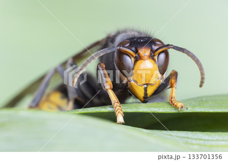 Close-up view of an Asian hornet resting on a leaf in Baarn, Netherlands, showcasing its distinctive features and markings 133701356