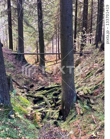 Mossy Forest Gully with Fallen Logs 133701419