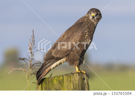 Common buzzard perched on a post in Eempolder, Eemnes, Netherlands during a sunny day Common buzzard perched on a post in Eempolder, Eemnes, Netherlands during a sunny day 133701504