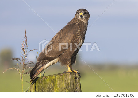 Common buzzard perched on a wooden post in Eempolder, Eemnes, Netherlands during the day 133701506