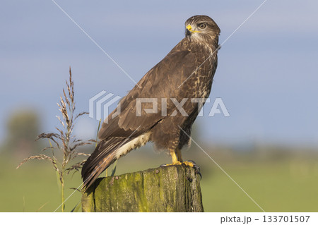 Common buzzard perched on a wooden post in Eempolder, Eemnes, Netherlands during a sunny day Common buzzard perched on a wooden post in Eempolder, Eemnes, Netherlands during a sunny day 133701507