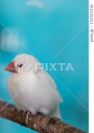 青い空間の白い文鳥_縦 133701516