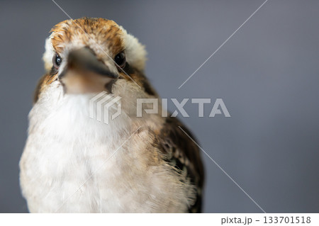 正面を向くワライカワセミ 正面を向くワライカワセミ 133701518