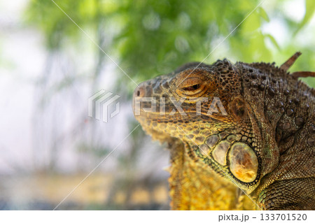 眠たそうなグリーンイグアナ 133701520