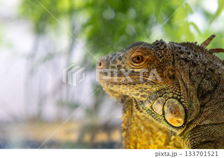 鮮やかなイグアナの横顔 133701521