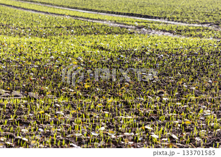 Field with young green seedlings emerging from moist soil, tire tracks and dry leaves suggest recent agricultural activity in early crop growth phase. 133701585
