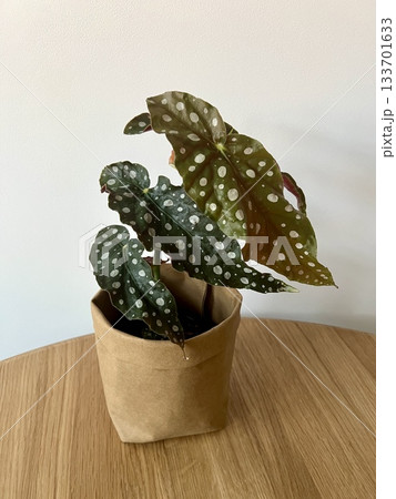 Begonia Maculata Wightii plant in paper planters Begonia Maculata Wightii plant in paper planters 133701633