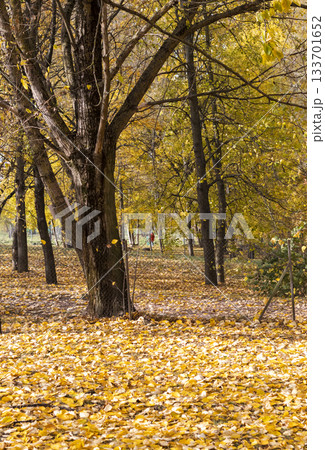 Walk path in the park covered by colorful autumn leaves Walk path in the park covered by colorful autumn leaves 133701652