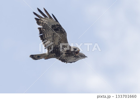 Rough-legged buzzard soaring over Jotunheimen National Park in Norway during a clear sky Rough-legged buzzard soaring over Jotunheimen National Park in Norway during a clear sky 133701660