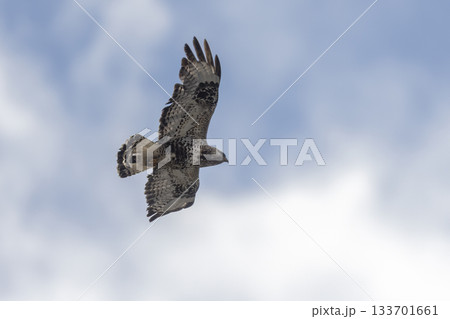 Rough-legged buzzard soaring over Jotunheimen National Park in Norway during a clear day Rough-legged buzzard soaring over Jotunheimen National Park in Norway during a clear day 133701661