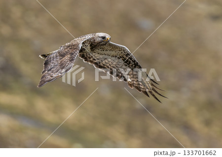 Rough-legged buzzard soaring gracefully above Jotunheimen National Park in Norway during a serene day Rough-legged buzzard soaring gracefully above Jotunheimen National Park in Norway during a serene day 133701662