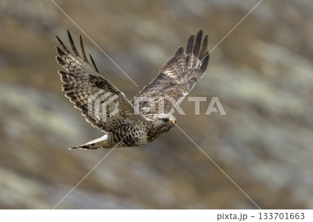Rough-legged buzzard soaring through the skies of Jotunheimen National Park in Norway Rough-legged buzzard soaring through the skies of Jotunheimen National Park in Norway 133701663