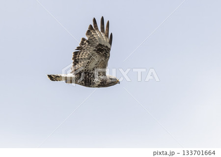 Rough-legged buzzard soaring through clear skies in Jotunheimen National Park, Norway, showcasing its majestic wingspan 133701664