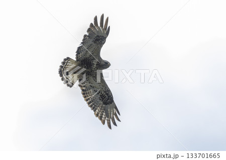 Rough-legged buzzard soaring above the stunning landscapes of Jotunheimen National Park in Norway Rough-legged buzzard soaring above the stunning landscapes of Jotunheimen National Park in Norway 133701665