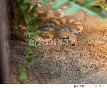 The photograph shows a Saharan horned viper The photograph shows a Saharan horned viper 133701907