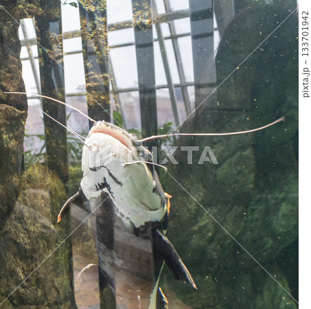 The photograph shows a Redtail catfish 133701942