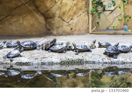 The photograph displays a group of red-eared slider turtles 133701960