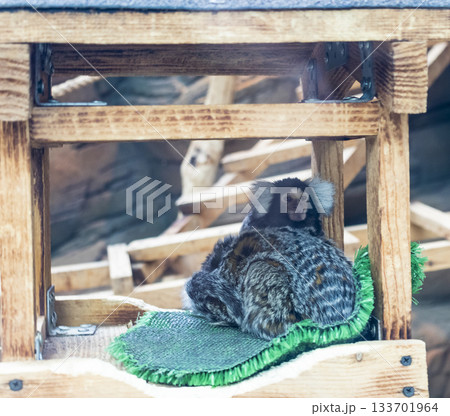 The animal in the photograph is a common marmoset 133701964