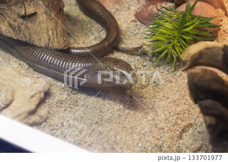 The animal in the photograph is a Sheltopusik 133701977