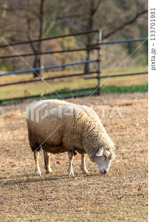 牧場の羊 133701981