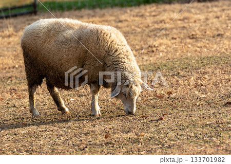 牧場の羊 133701982
