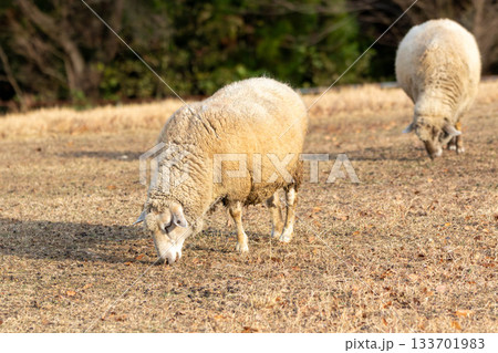 牧場の羊 牧場の羊 133701983