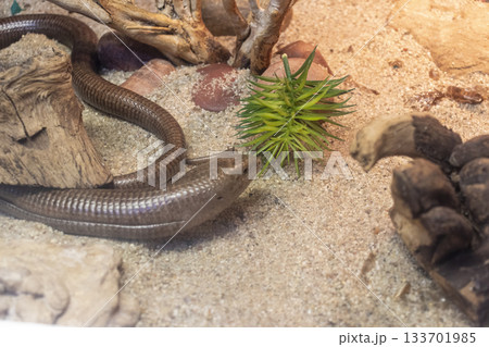 The animal in the photograph is a Sheltopusik The animal in the photograph is a Sheltopusik 133701985