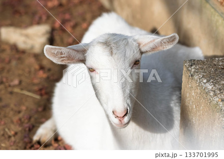 ヤギのアップ 道の駅ぐりーんふらわー牧場大胡 ヤギのアップ 道の駅ぐりーんふらわー牧場大胡 133701995