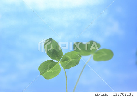 三つ葉のクローバー 133702136