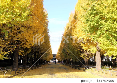 黄葉のイチョウ並木　横浜市　日吉キャンパス　神奈川県 133702500