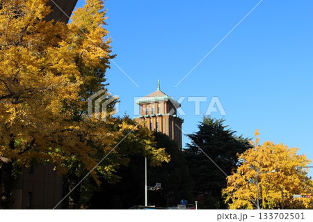 紅葉の神奈川県庁　キングの塔　横浜市　神奈川県 133702501