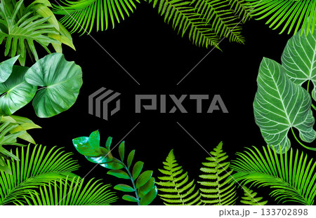 Tropical leaves. Vibrant green foliage of plants on black background Tropical leaves. Vibrant green foliage of plants on black background 133702898