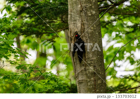 子育て中のクマゲラ 133703012