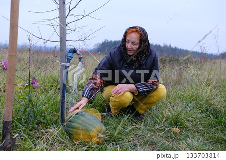 Woman's Female Hand Holding up two small pumpkins one orange and one striped yellow and orange in a pumpkin patch Woman's Female Hand Holding up two small pumpkins one orange and one striped yellow and orange in a pumpkin patch 133703814