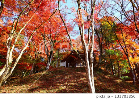 香嵐渓の紅葉に囲まれた太子堂の秋の風景 香嵐渓の紅葉に囲まれた太子堂の秋の風景 133703850