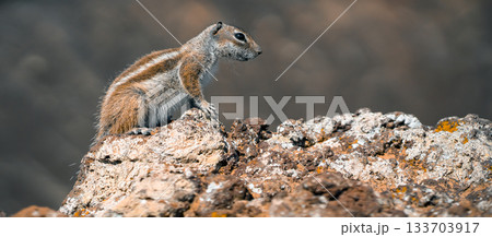 A wild squirrel living on a volcano, closeup view of a cute animal. A wild squirrel living on a volcano, closeup view of a cute animal. 133703917