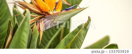 Beautiful flower strelitzia reginae, bird of paradise growing in a garden. Beautiful flower strelitzia reginae, bird of paradise growing in a garden. 133703919