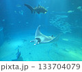 泳ぐマンタ 133704079