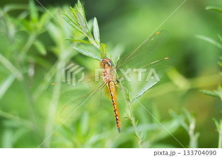 夏の山　野草で羽を休めるウスバキトンボ01 133704090