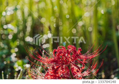 秋の花　朝露に濡れた彼岸花12 133704140