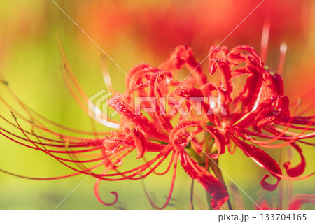 秋の花　朝露に濡れた彼岸花のアップ22 133704165