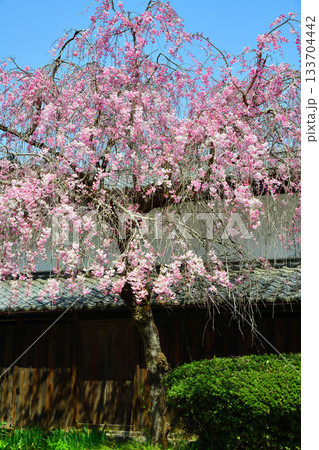 しだれ桜 浄蓮寺 境内 東秩父村 しだれ桜 浄蓮寺 境内 東秩父村 133704442