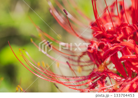 秋の花　朝露に揺れた彼岸花のマクロ撮影11 133704453